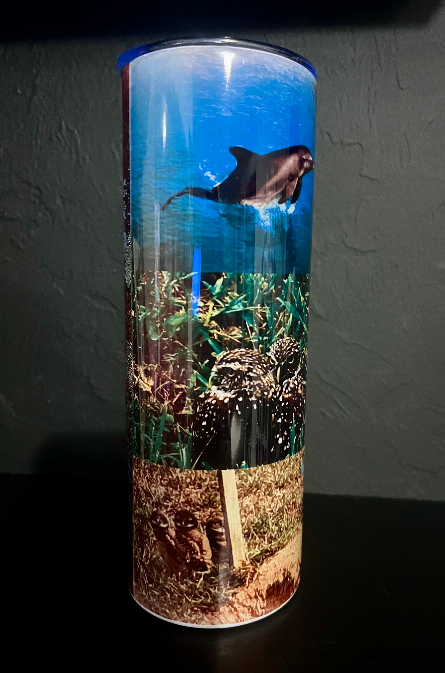 Florida Wildlife